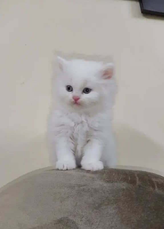 Persian cat for Sale My WhatsApp number 0326/77/20/525 1