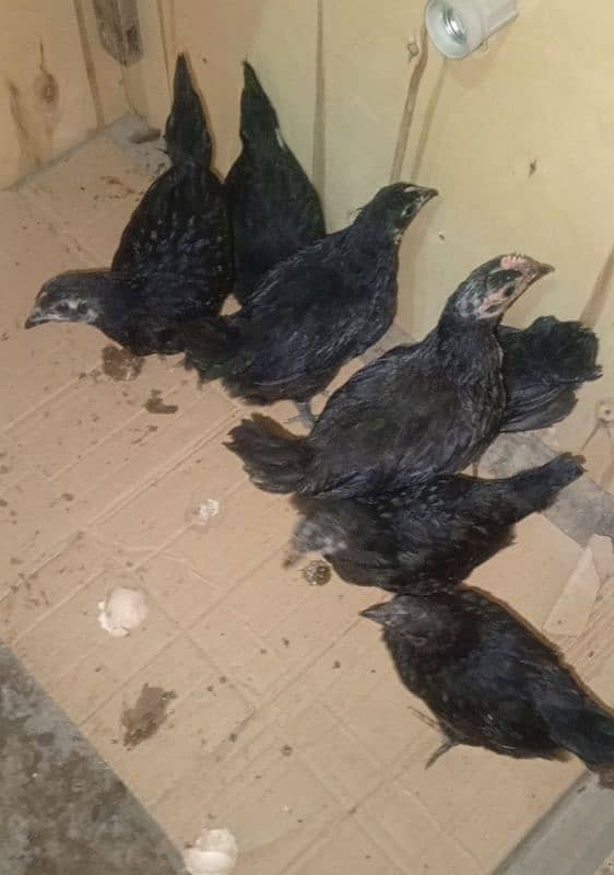 Black Australorp & Heavy buff Chicks 2