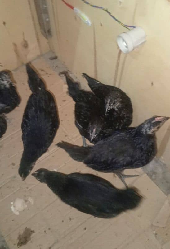 Black Australorp & Heavy buff Chicks 3