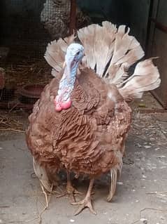 Buff brown Turkey birds for sale