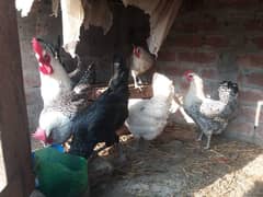 Desi misri hen for sale