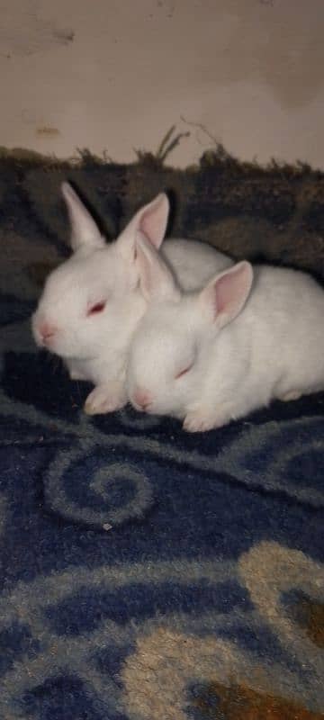 rabbits pair 1