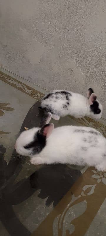 rabbits pair 2