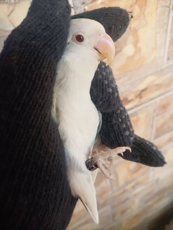 breeder Albino red eyes male with DNA certificate 0