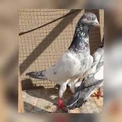 pigeon