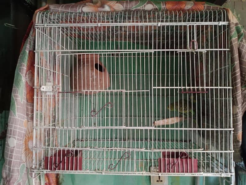 parrot's Cage 0