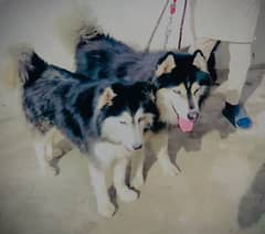 Siberian Husky Pair for sale