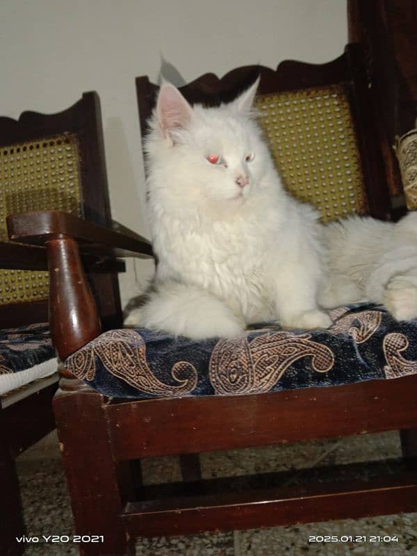 Persian cats 0