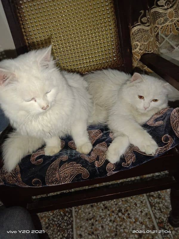 Persian cats 1