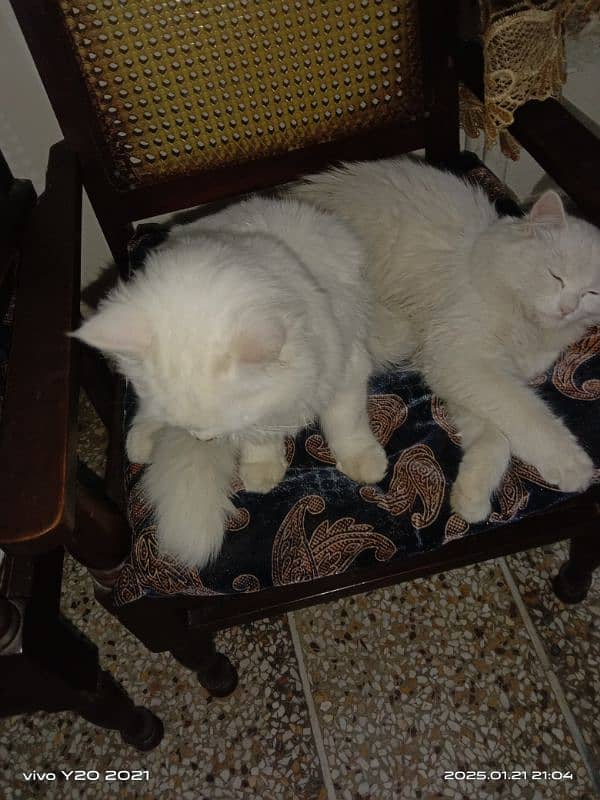 Persian cats 2