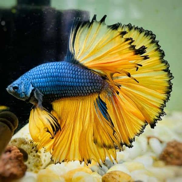 Mustard Gas Halfmoon Betta 0