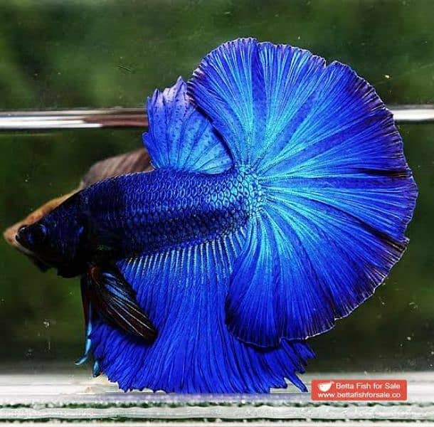 Blue halfmoon betta 0