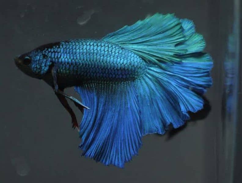 Blue halfmoon betta 1