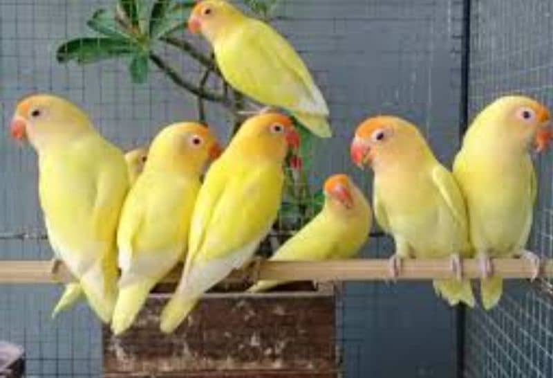 albino red eye and black eye and cremino for sale 0