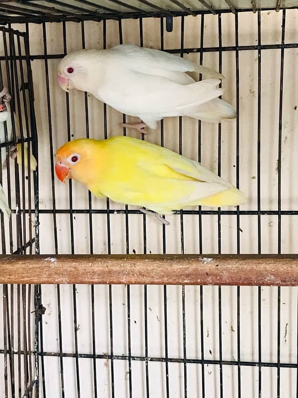 Love bird Breeder pair 0