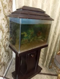 fish aquarium