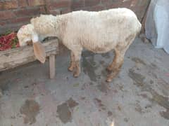 4 month ka sheep ha active and healthy