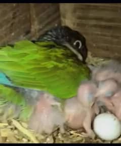 pineapple conure breeder pairs