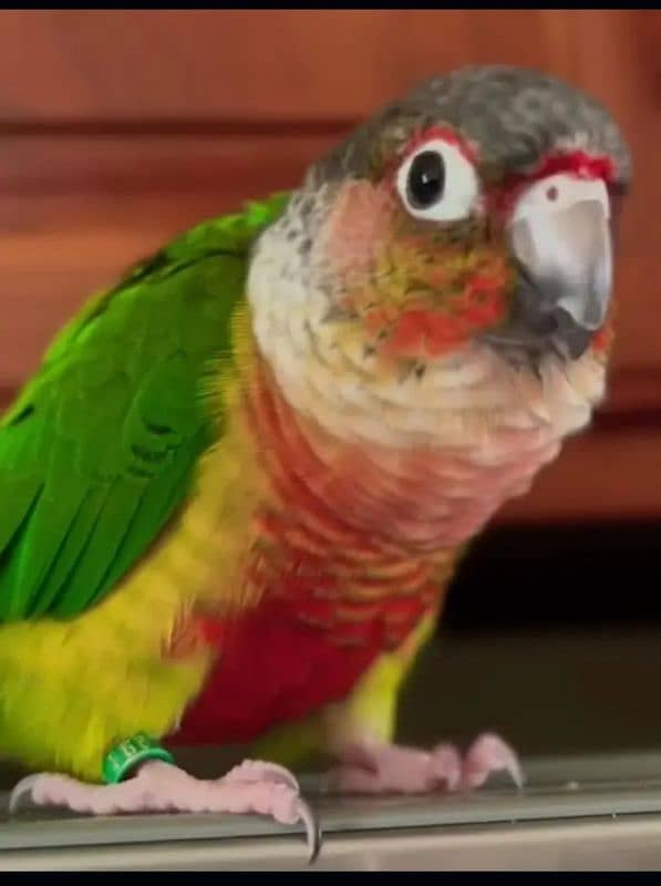 pineapple conure breeder pairs 1