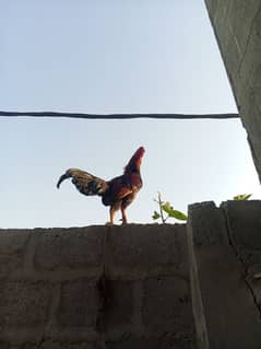 8 months hen in aseel breed