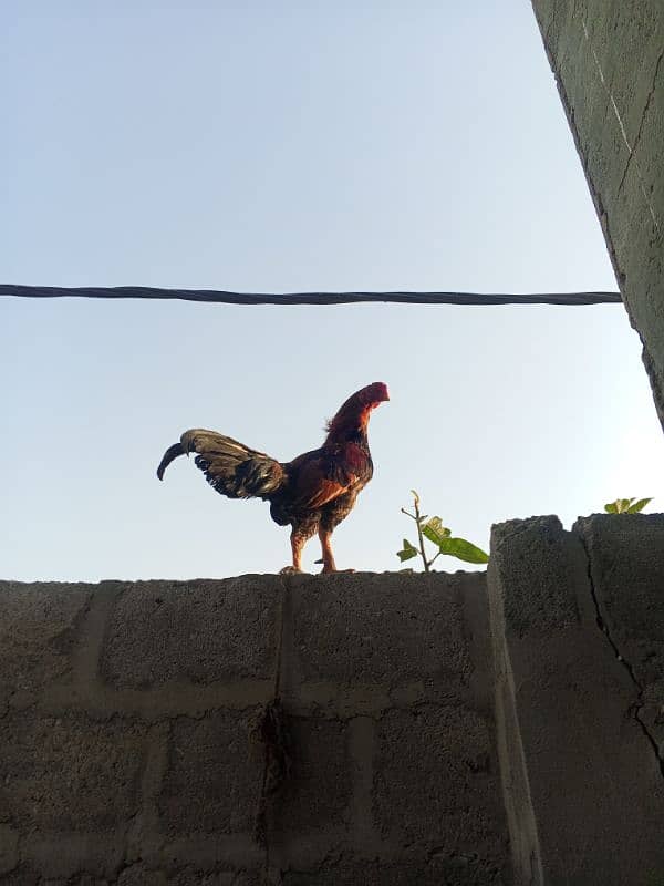 8 months hen in aseel breed 1