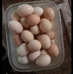 Desi eggs for sale