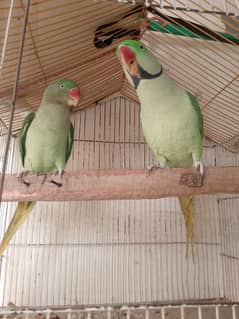 parrots for sale