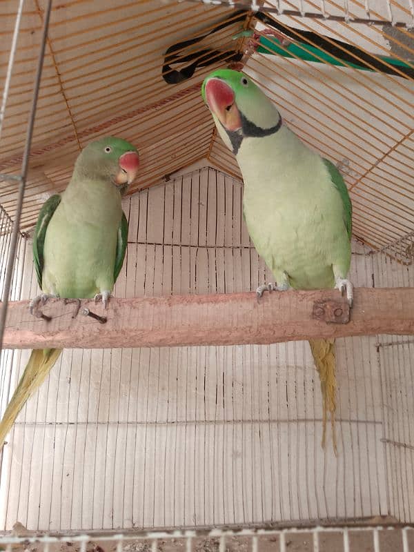 parrots for sale 0