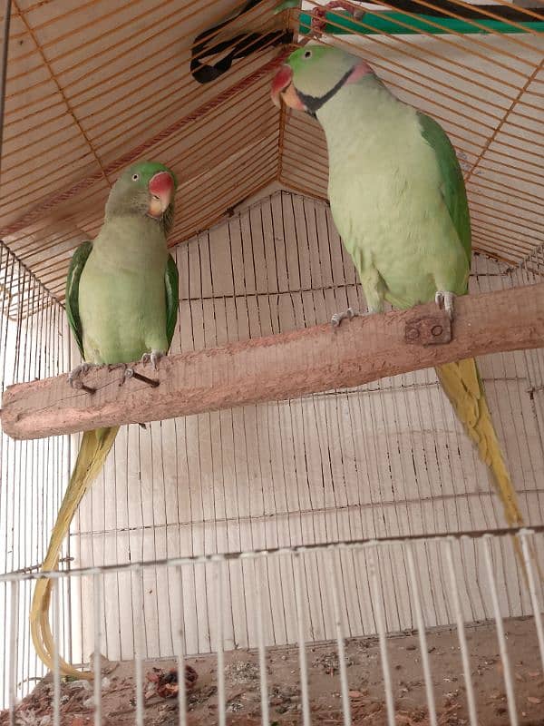 parrots for sale 1