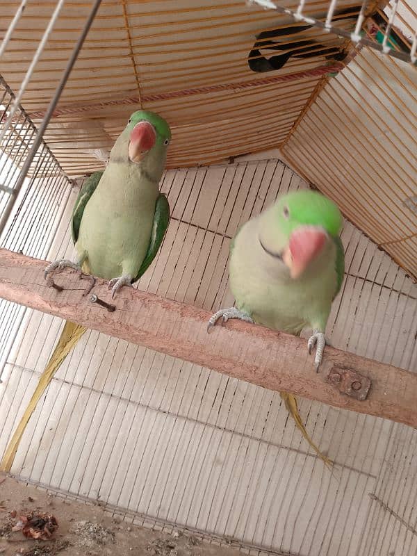 parrots for sale 2