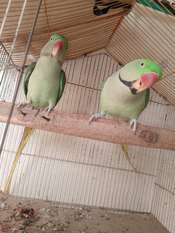 parrots for sale 3