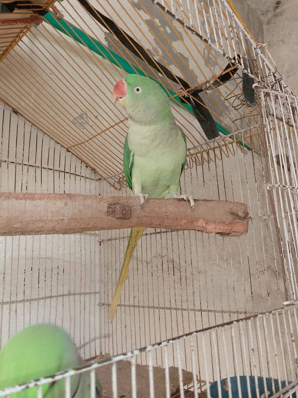 parrots for sale 4