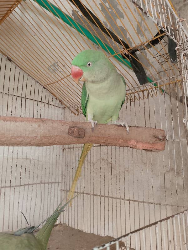 parrots for sale 5