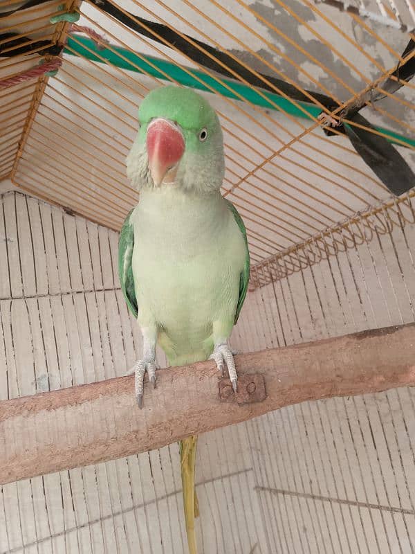 parrots for sale 6