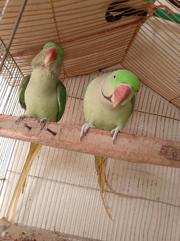 parrots for sale 7