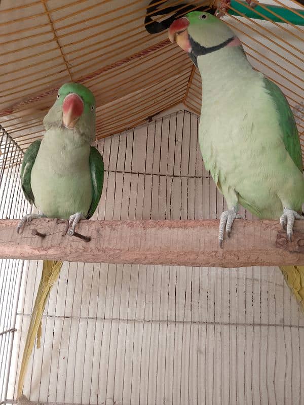 parrots for sale 8