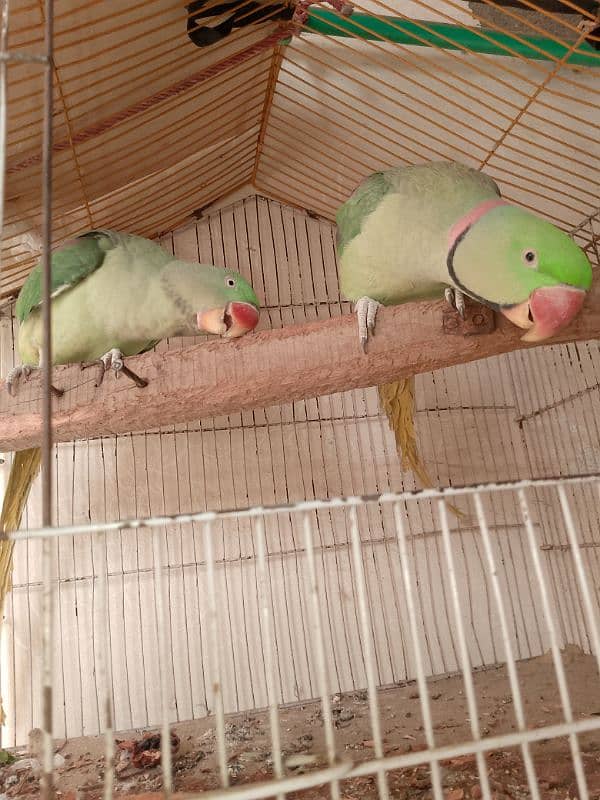 parrots for sale 9