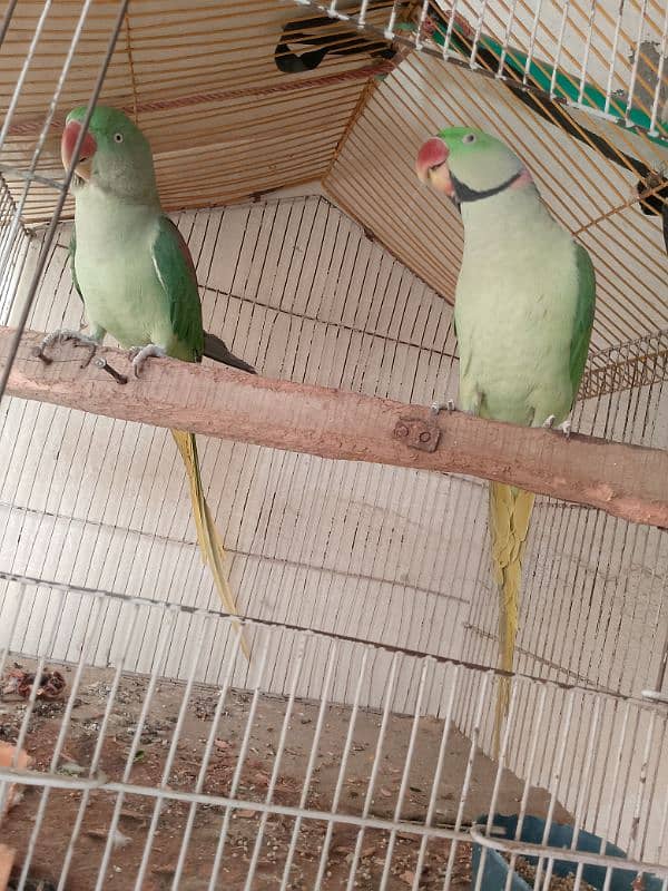 parrots for sale 10