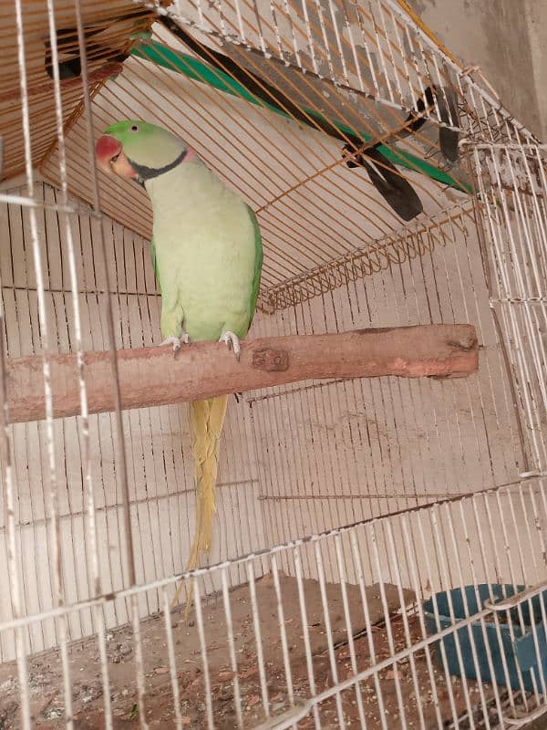 parrots for sale 11