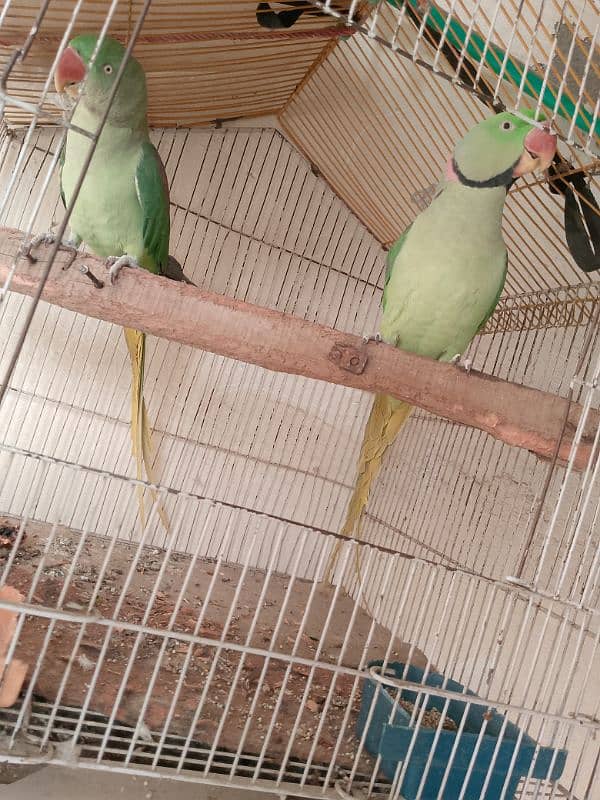 parrots for sale 12