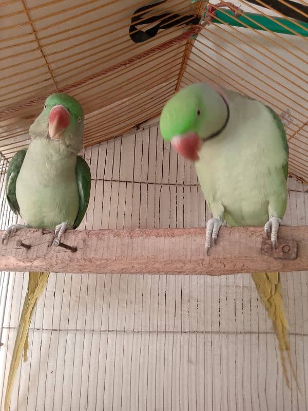 parrots for sale 13