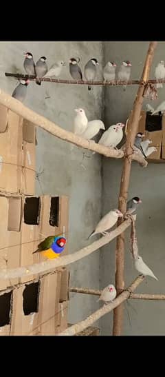 java bird brider pair 2200