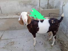 Abluck Tapri Bakri pink Nose