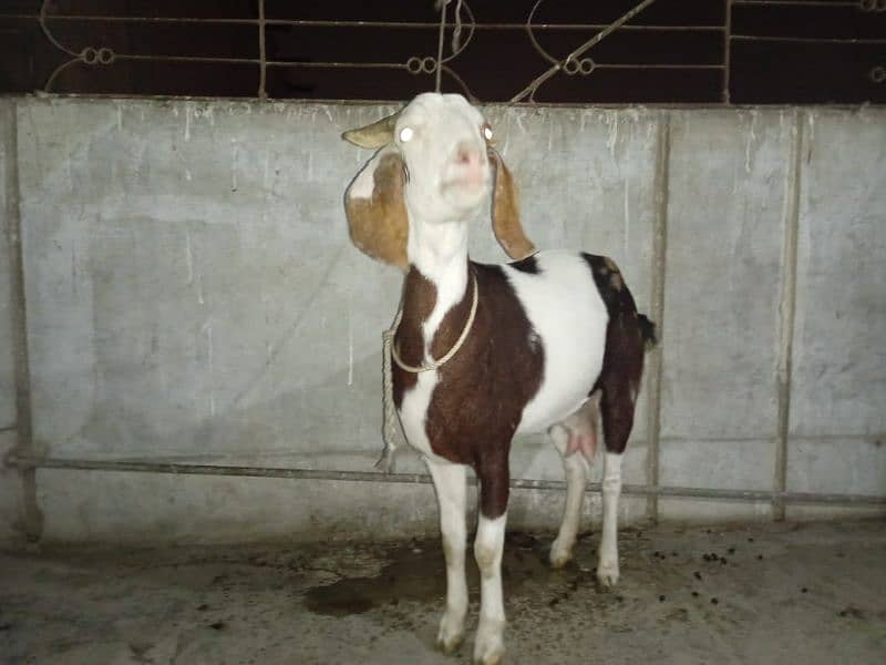 Abluck Tapri Bakri pink Nose 6