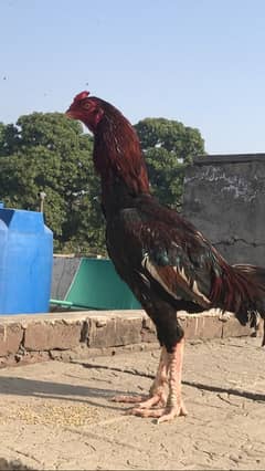 2 aseel hen for sale 03024088918