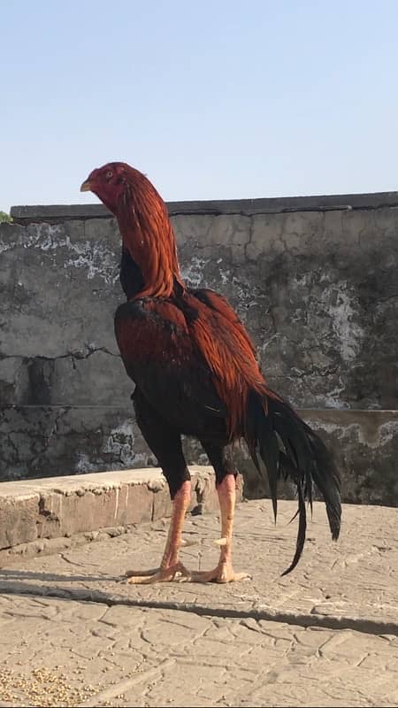 2 aseel hen for sale 03024088918 2