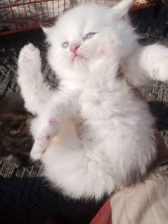 Persian triple coat kittens/blue eyes/odd eyes