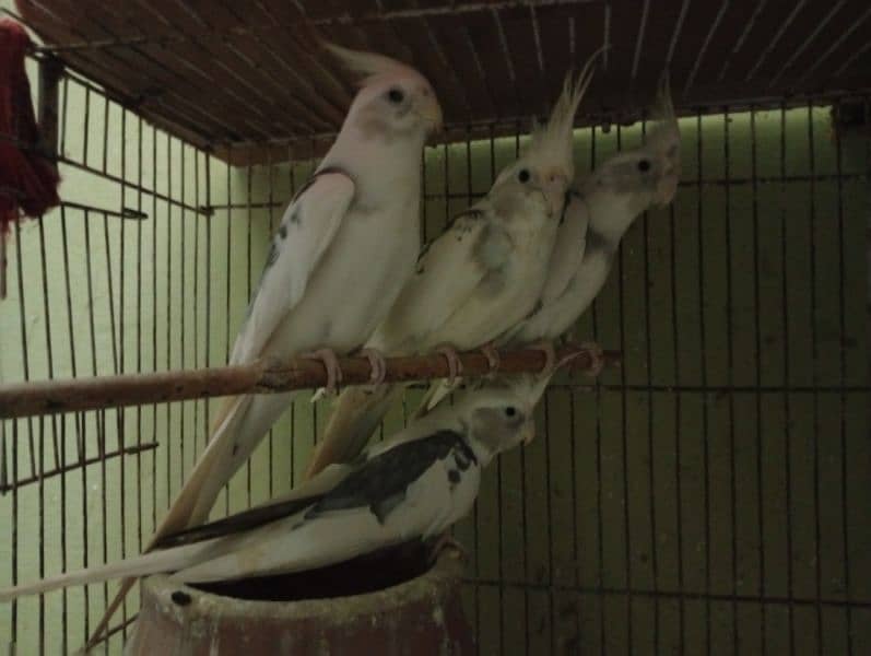 beautiful pair of cockatiel parrot's active 0