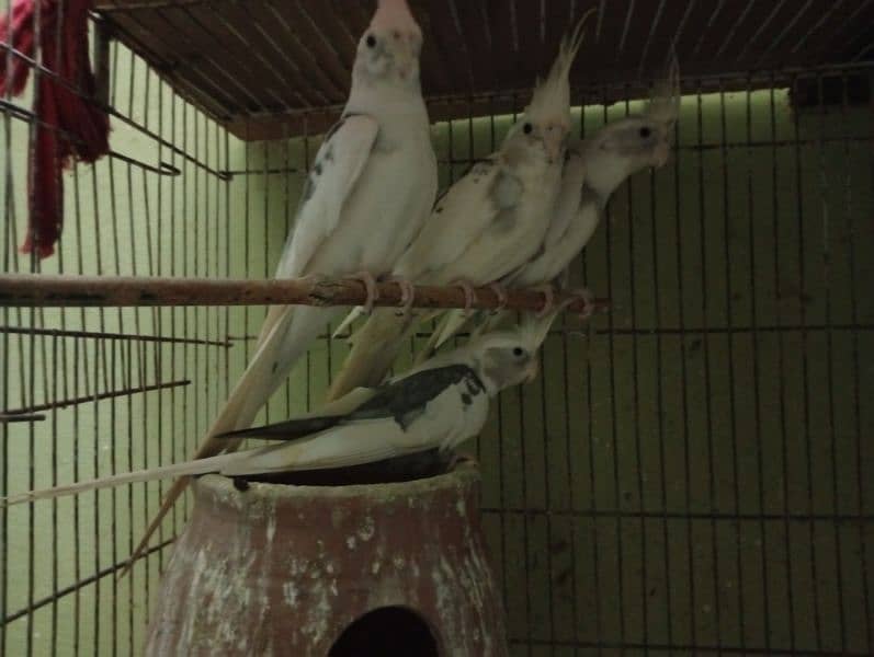 beautiful pair of cockatiel parrot's active 1