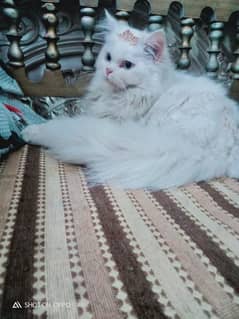 Persian triple coated white Eyes cat